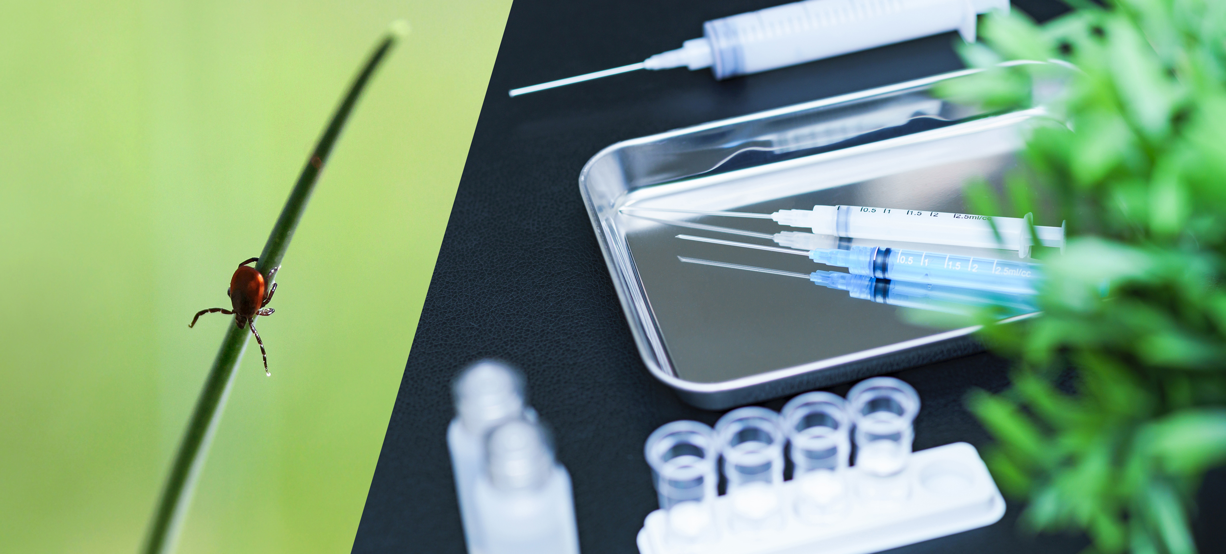 tick-lyme-disease-research